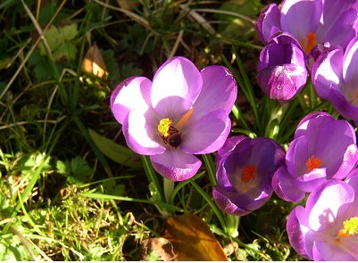 spring flowers